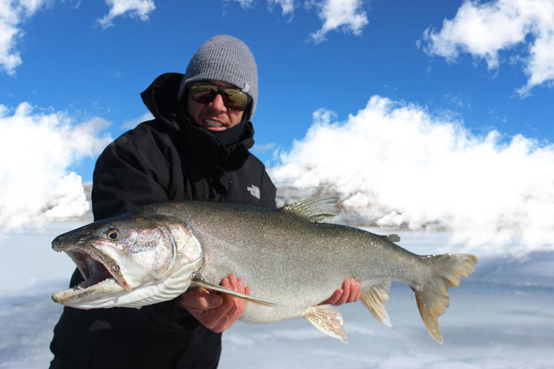 Blue Mesa trophy lake trout through the ice 2015